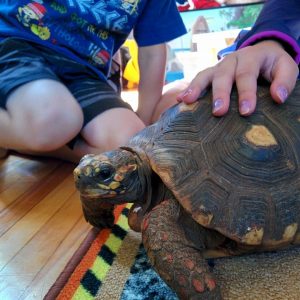Art And Amazing Animals Online Summer Camp - Image 9